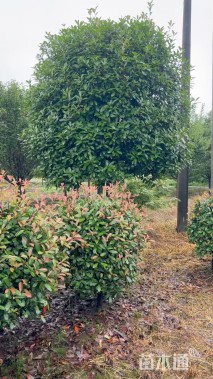 15公分红叶石楠