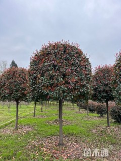 12公分红叶石楠