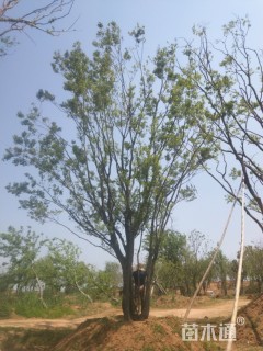 80公分朴树