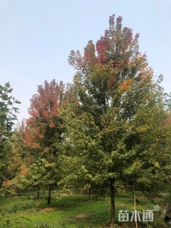 20公分美国红枫