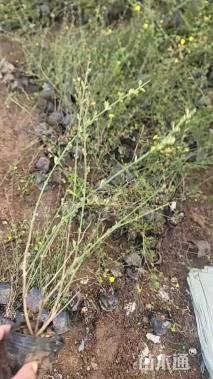 高度30厘米迎春花