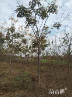 13公分黄山栾树