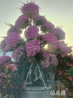 高度180厘米紫花三角梅