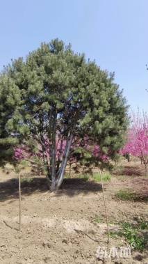 高度650厘米白皮松