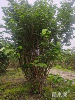 高度420厘米丛生紫荆