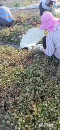 20厘米花叶络石