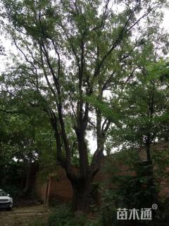 100公分皂荚