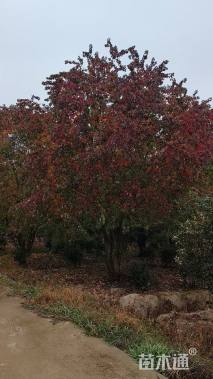 30公分(3杆)丛生乌桕