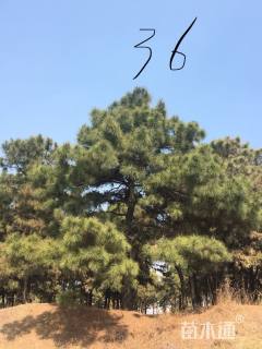 高度1200厘米黑松