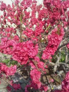 15公分红叶碧桃