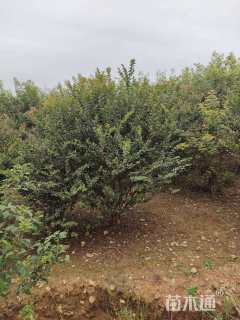 高度350厘米丛生紫薇