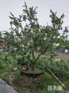 高度3500厘米果石榴