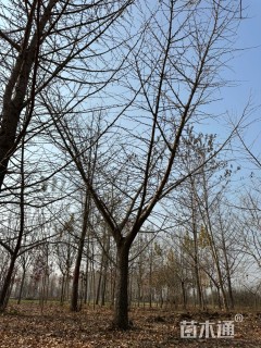 25公分嫁接银杏