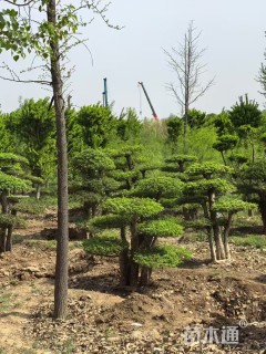 12公分造型对节白蜡