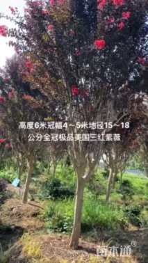 15公分红火箭紫薇