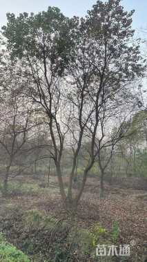 40公分(5杆)丛生乌桕