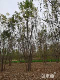 高度700厘米丛生白蜡