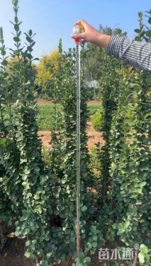 高度150厘米北海道黄杨