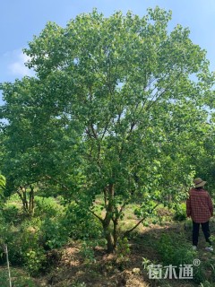 60公分丛生乌桕