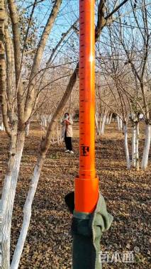 高度600厘米丛生元宝枫