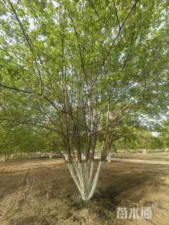 高度600厘米丛生元宝枫