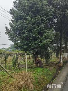 高度800厘米老鹰茶