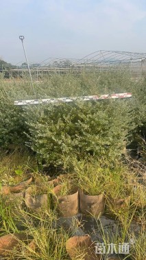 高度1200厘米红花玉芙蓉