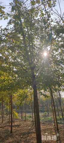 15公分金叶复叶槭