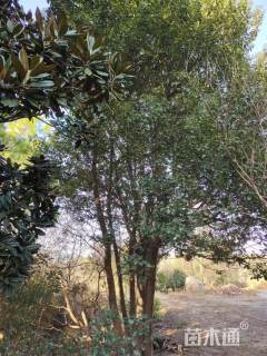 45公分丛生香樟