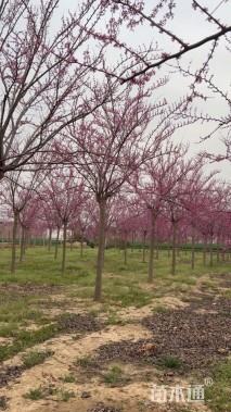 高度550厘米紫荆