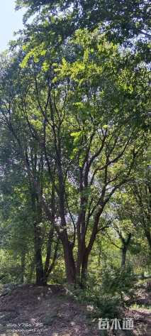 60公分(3杆)丛生朴树