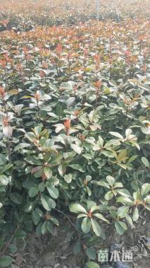 高度40厘米红叶石楠绿篱苗