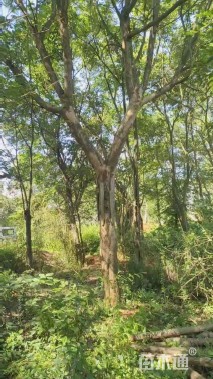 高度1000厘米兰花