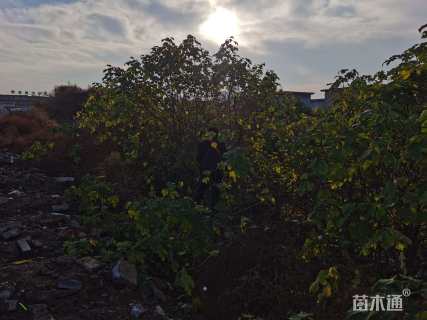 18公分大叶女贞