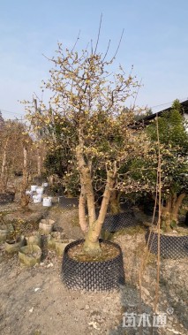 高度100厘米素馨腊梅