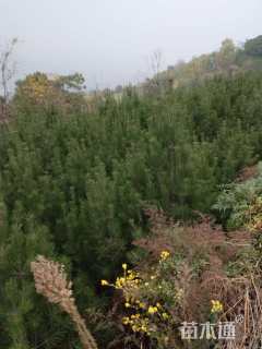 高度2000厘米白皮松