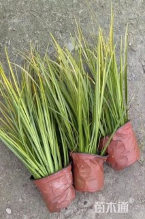 高度30厘米花叶菖蒲