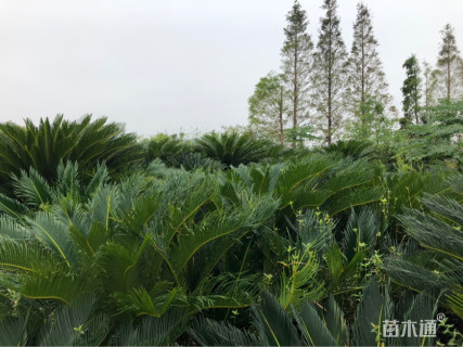 裸干高100厘米多头苏铁