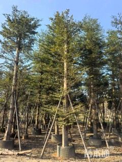 18公分小叶榄仁