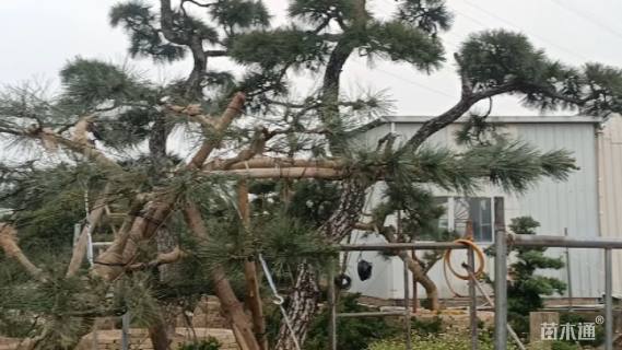 原生苗造型罗汉松