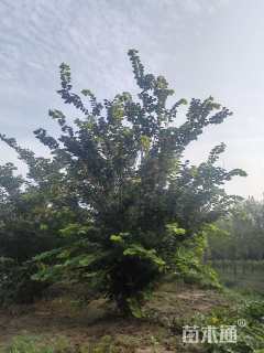 高度600厘米丛生紫荆