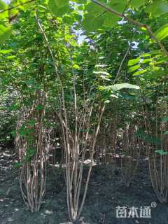 高度280厘米丛生紫荆