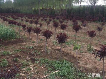 60公分红叶碧桃