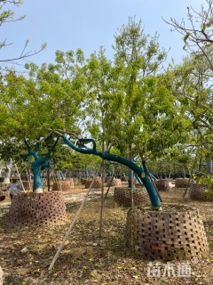 20公分红果冬青