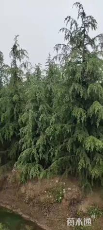 原生苗北非雪松