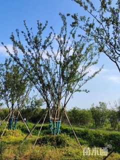 12公分(5杆)丛生朴树