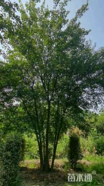 高度700厘米丛生三角枫