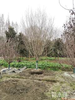 16公分绚丽海棠