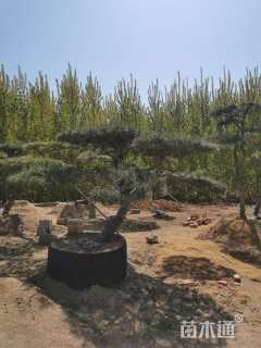 12公分造型油松