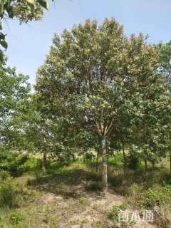 18公分大叶女贞